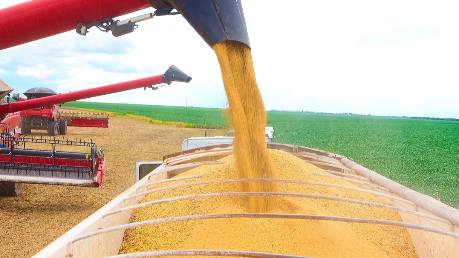 CERRADO BAIANO | Safra 2024/2025 bate novo recorde de produção e produtividade